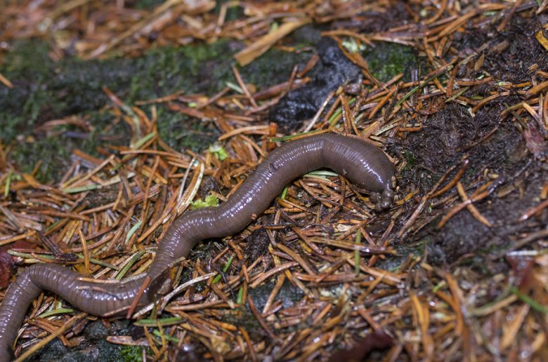 Badischer Riesenregenwurm1klein