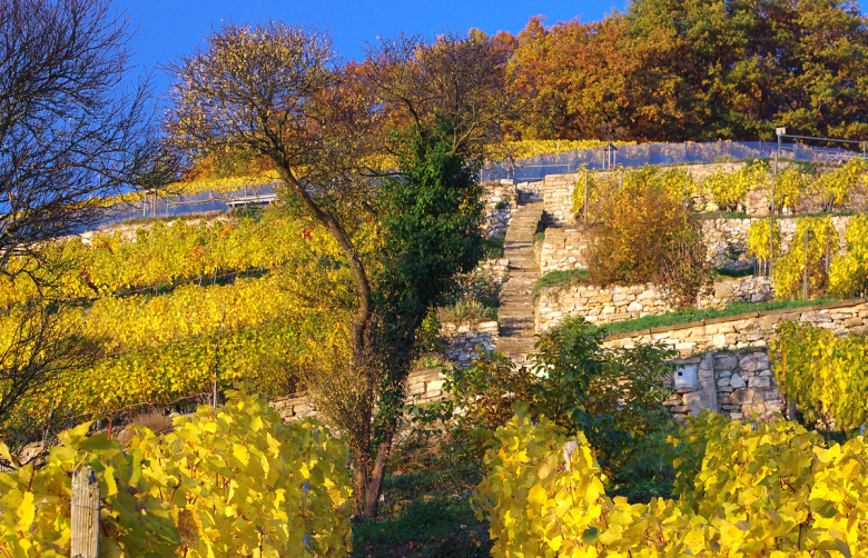 Ballrechten Castellberg Herbst2
