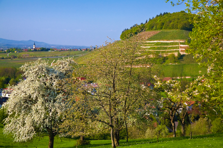 Ballrechten-Dottingen Castellberg Frühling1