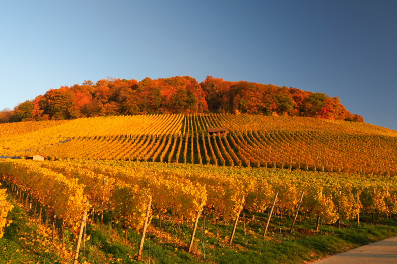 Ballrechten Dottingen Castellberg Herbst1