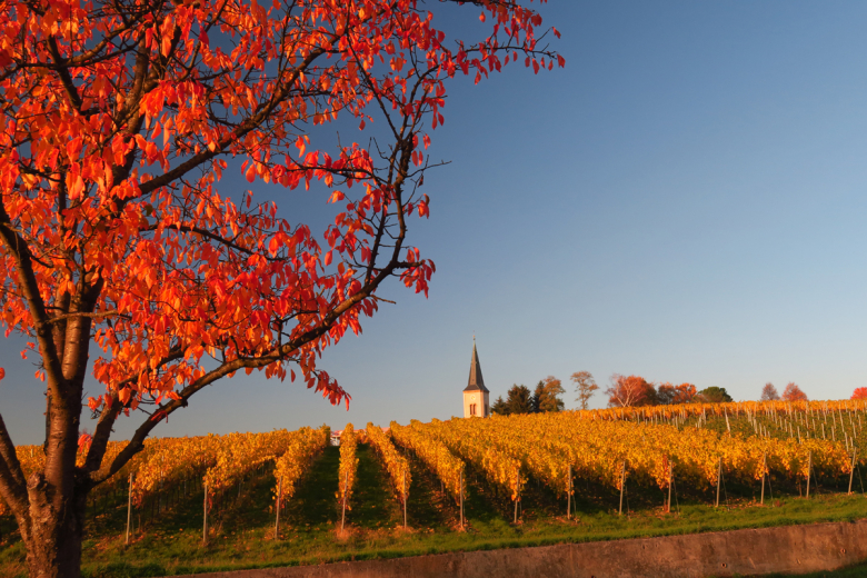 Ballrechten Dottingen Goldener Oktober1