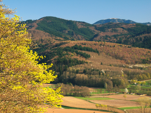 BelchenblickÖlberg1