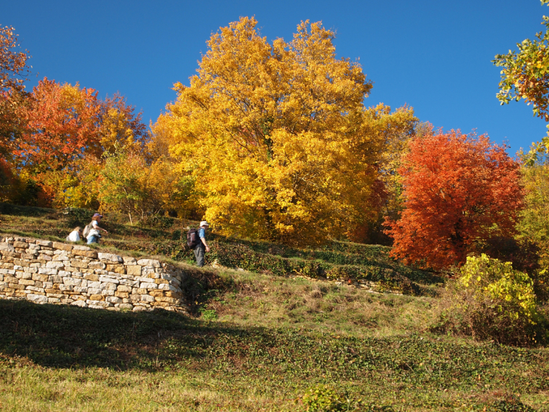 Ehrenkirchen Ölberg Herbst Wandern1
