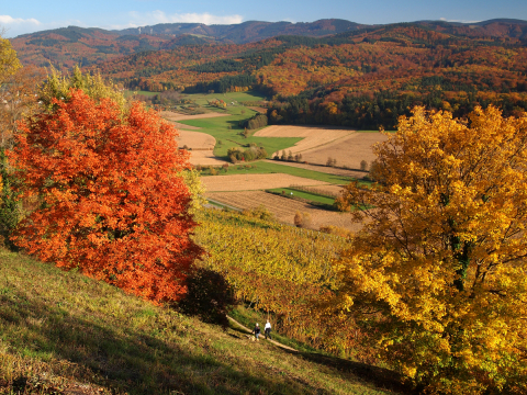 Ehrenkirchen Ölberg Herbst8