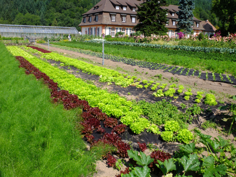 Klostergarten2