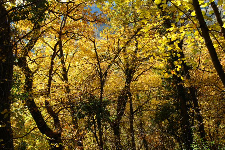 Lindenwald1