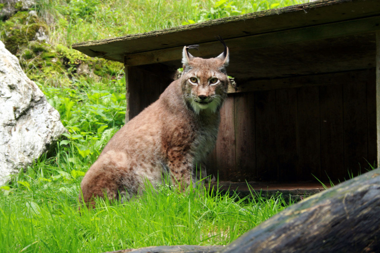 Luchs im Steinwasenpark bei Oberried