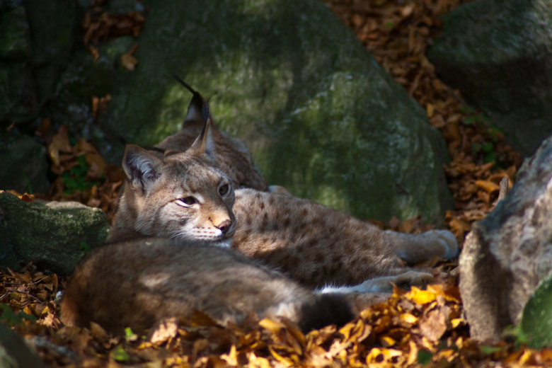 Luchs1