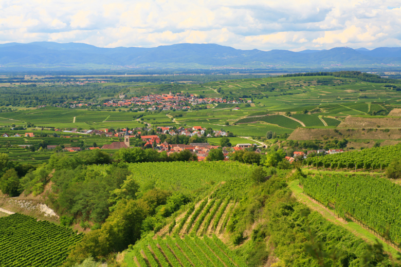 Blick auf Oberrotweil und Burkheim am Kaiserstuhl