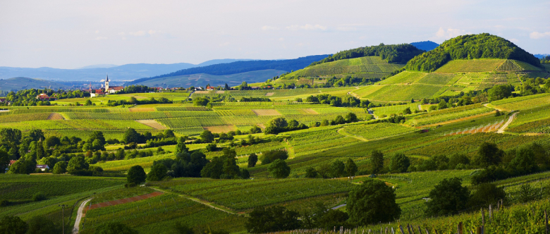 Das Wiiwegli führt auch durch die Weinberge von Ballrechten-Dottingen