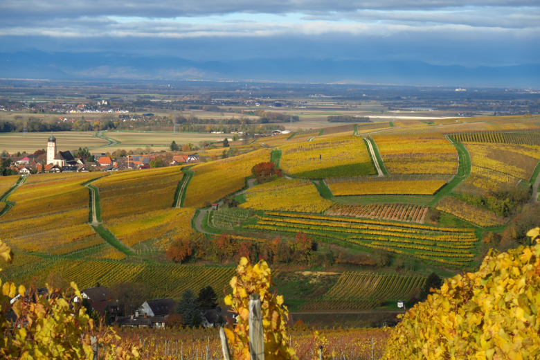 Die goldenen Weinberge von Ehrenkirchen im Herbst