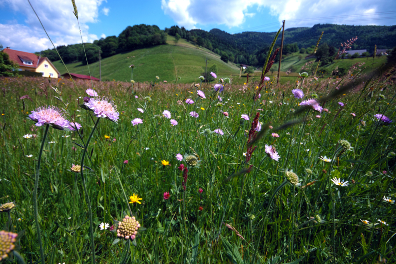 Münstertal Blumenwiese1 (2)