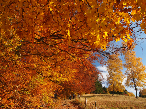 Münstertal Sonnhaldeberg Herbst5