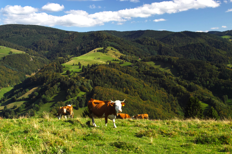 Münstertal Sonnhaldeberg2