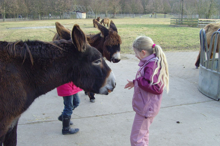 mundenhof_Esel