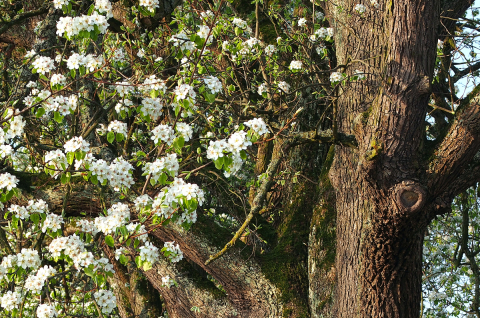 obstparadies staufen1