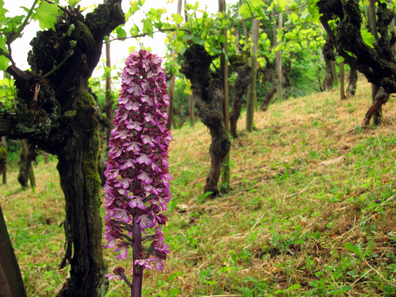 Purpurknabenkraut1