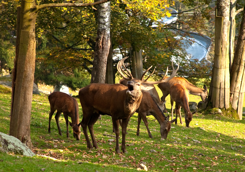 rothirsche SteinwasenparkCo
