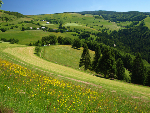 StohrenSommer1